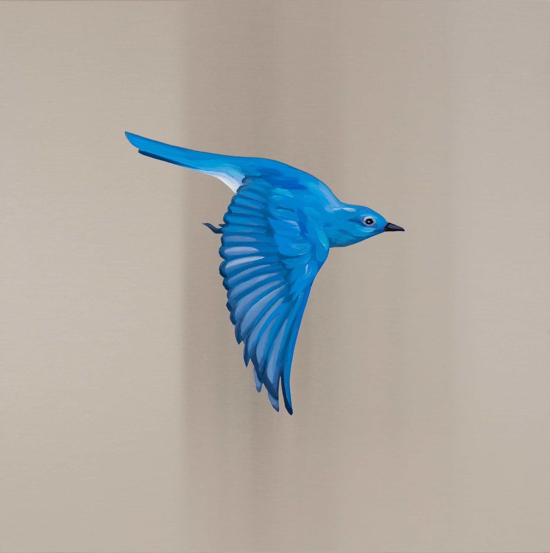  Mountain Bluebird. Oil on stainless steel, 12in x 12in 