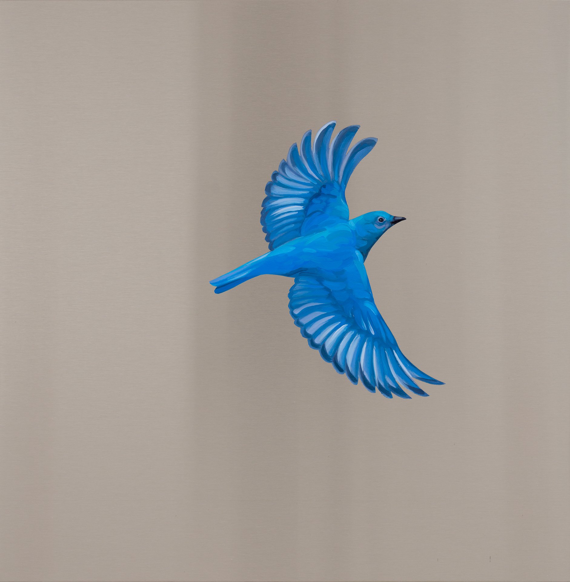  Mountain Bluebird. Oil on stainless steel, 18in x 18in 