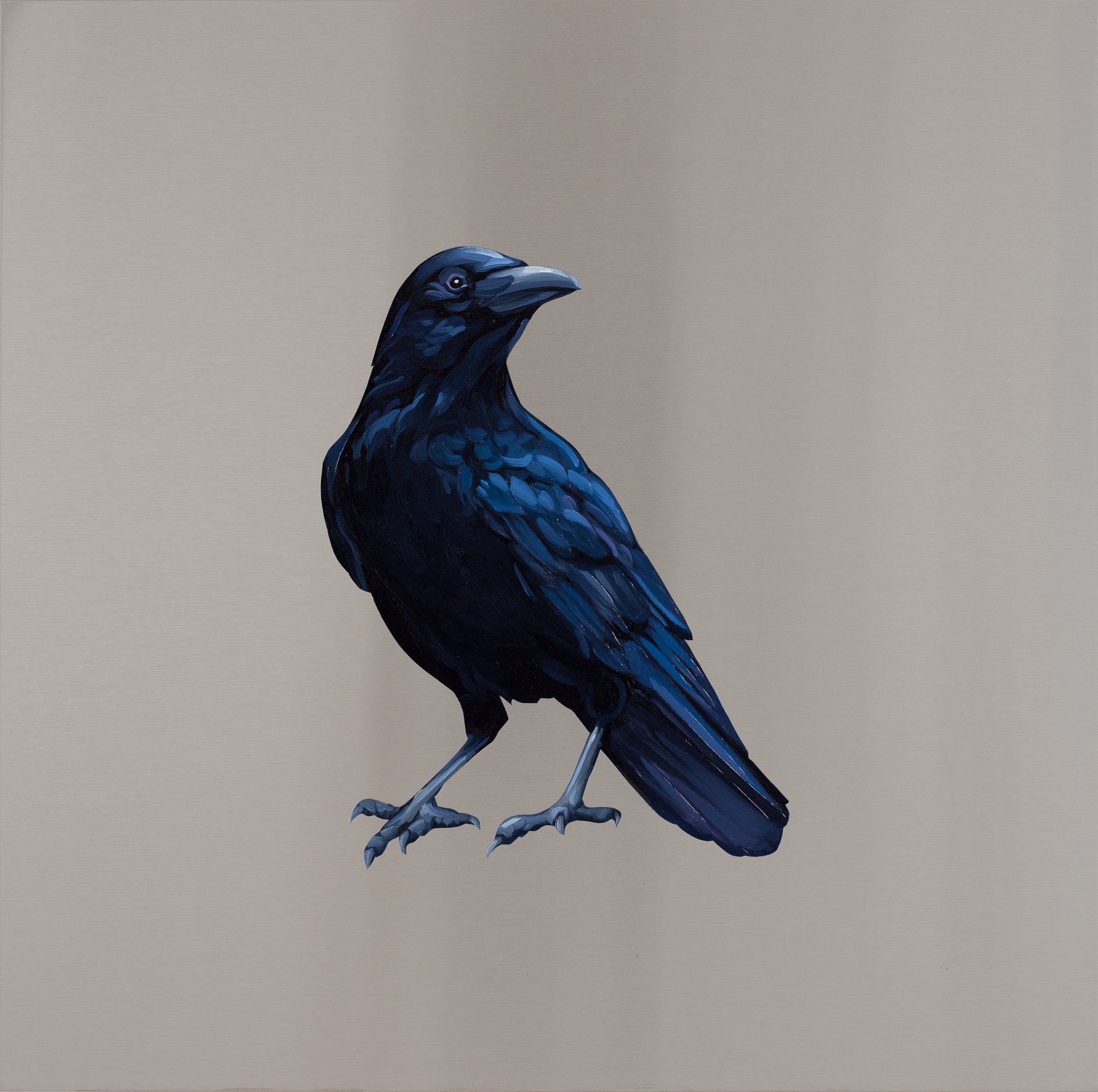  American Crow. Oil on stainless steel, 18in x 18in 