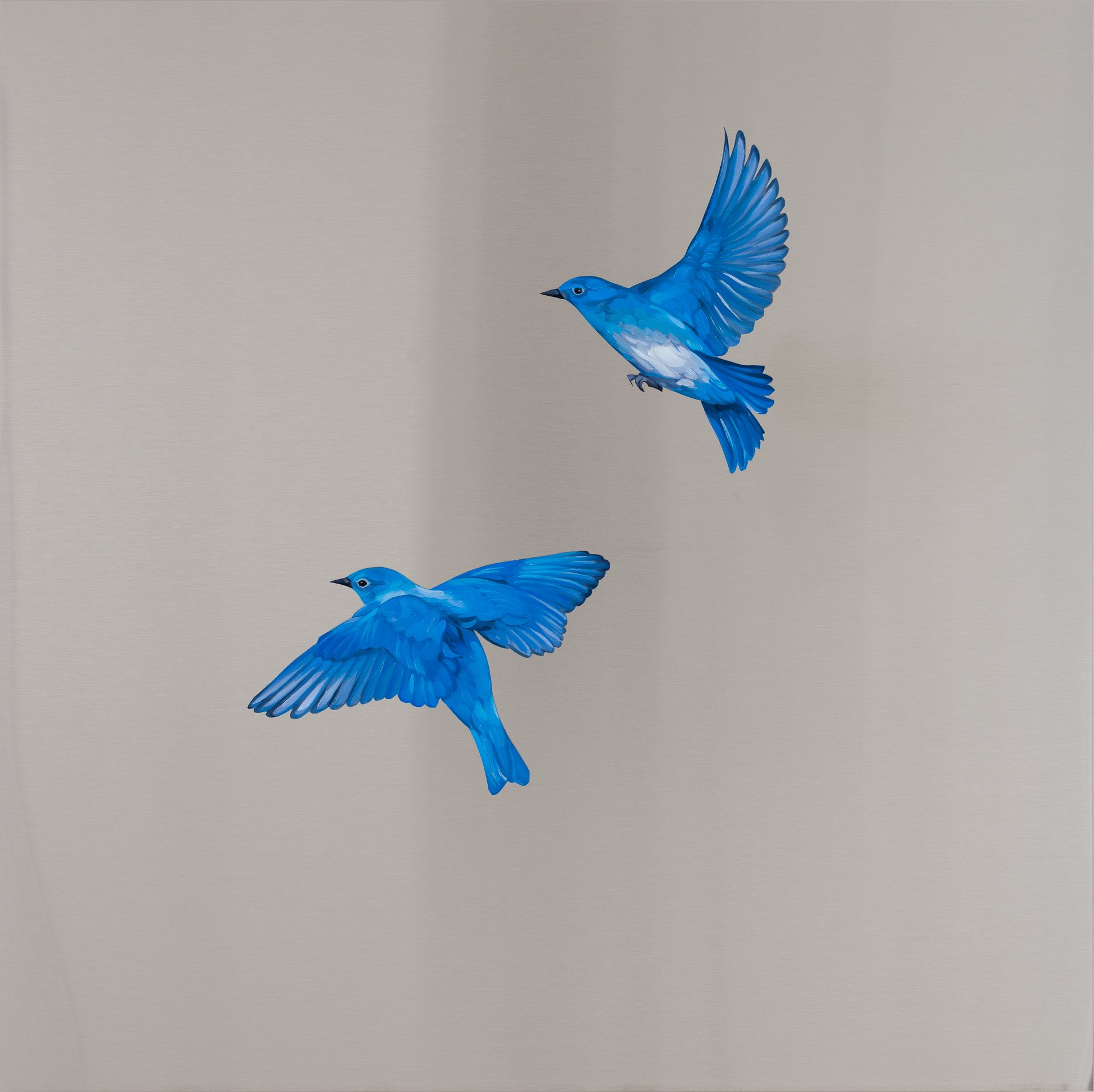 Mountain Bluebirds. Oil on stainless steel, 24in x 24in 