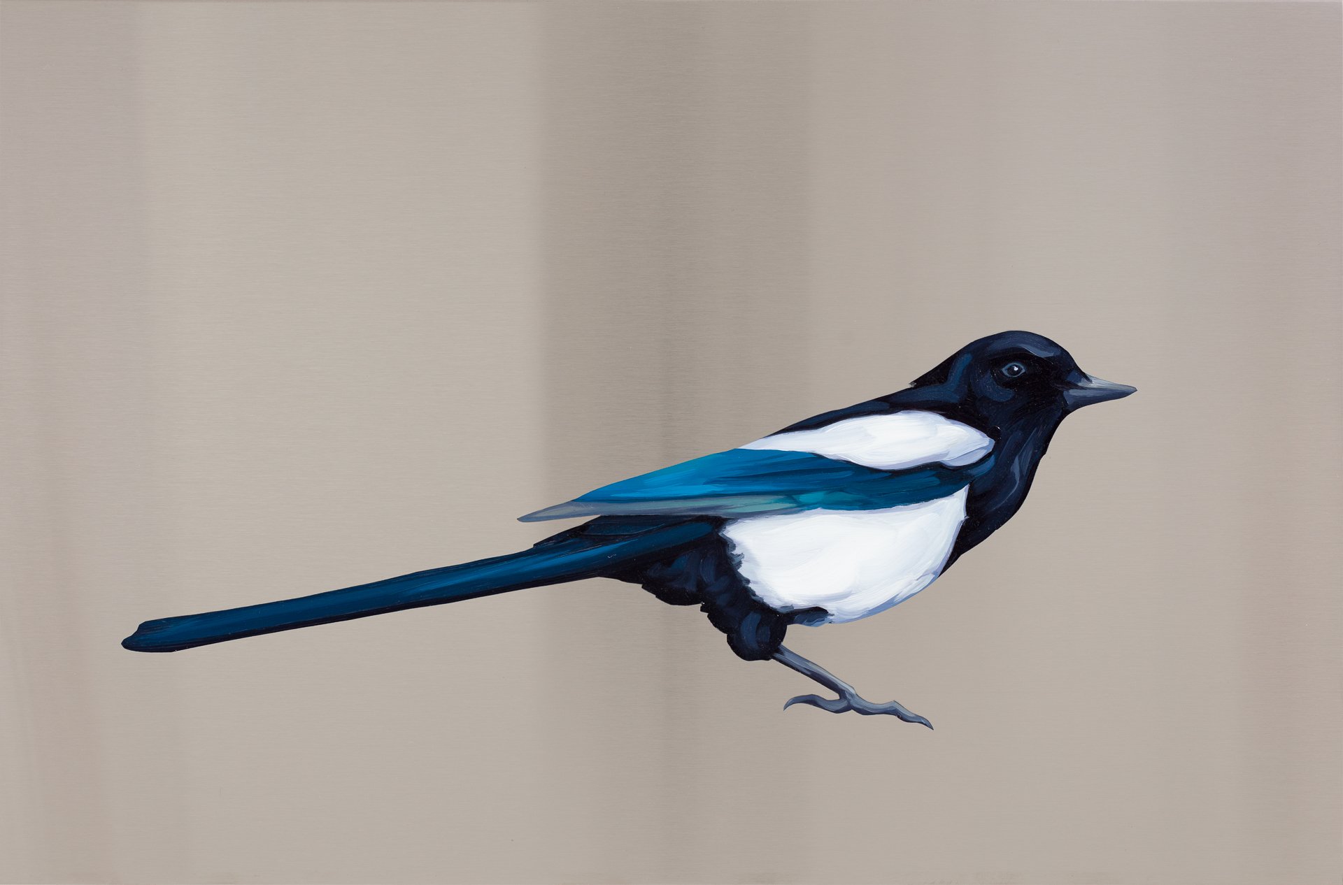  Black Billed Magpie. Oil on stainless steel, 12in x 18in 