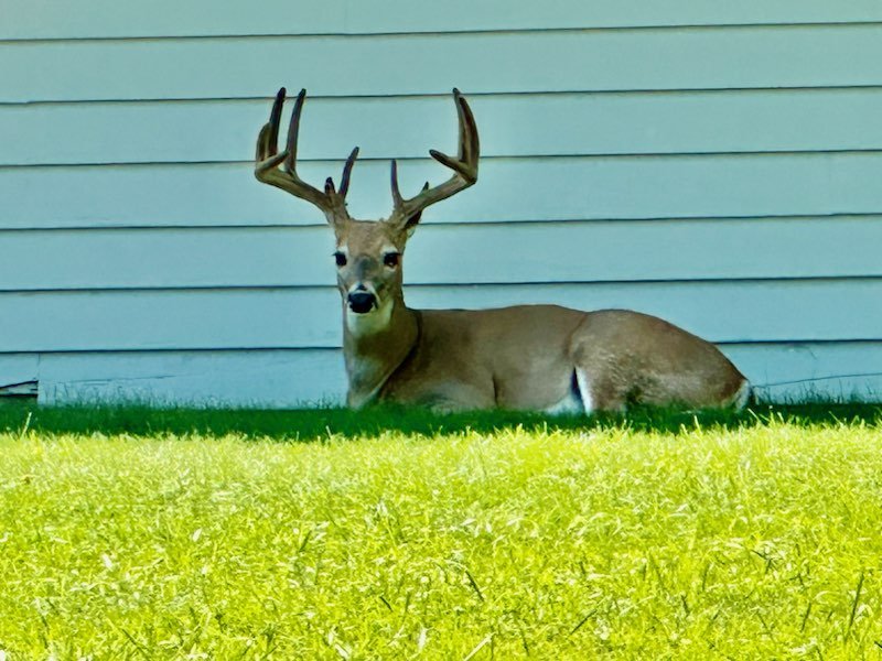 Buck, Our New Member.jpeg