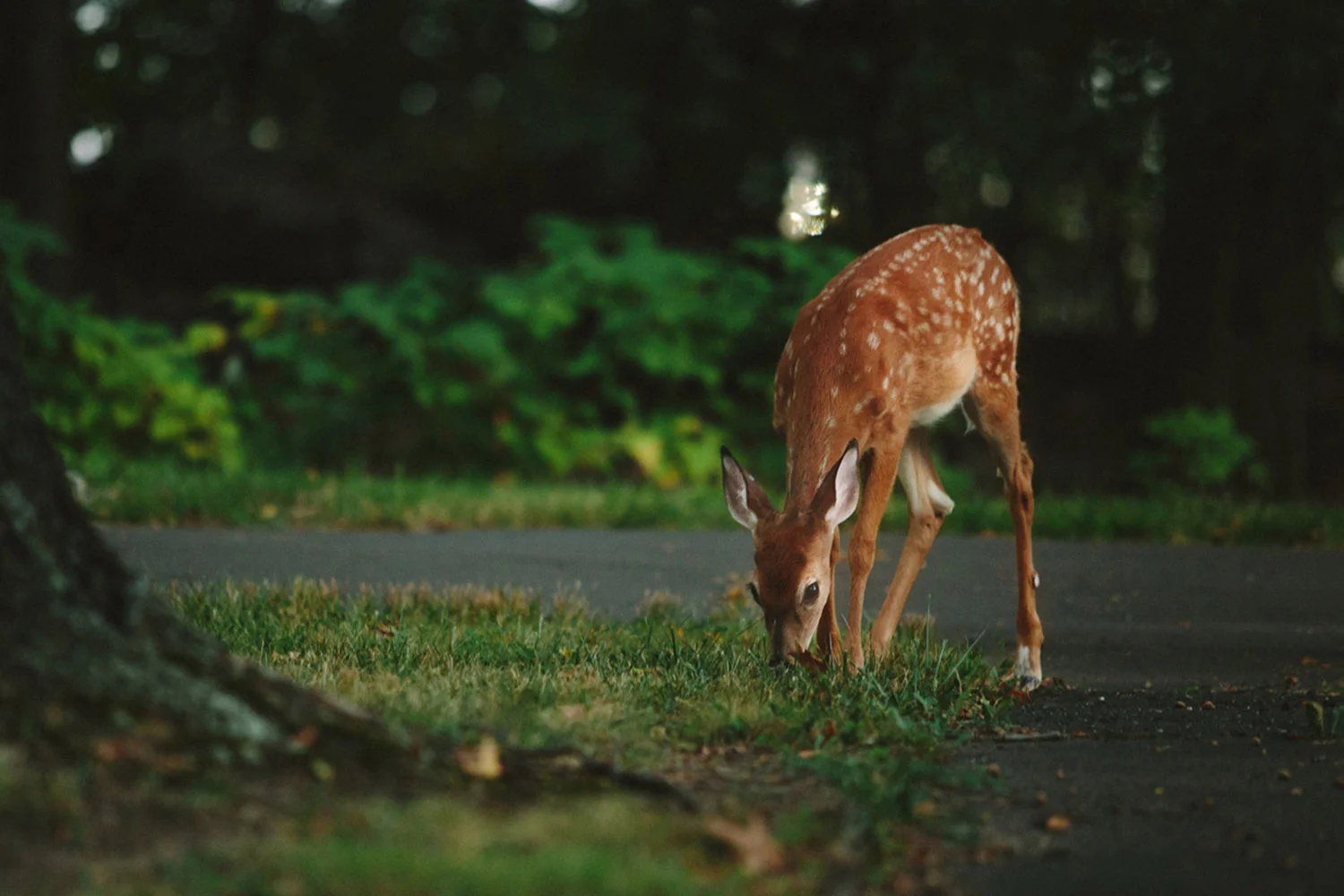 Photo by Vladimir Kudinov on Unsplash.com