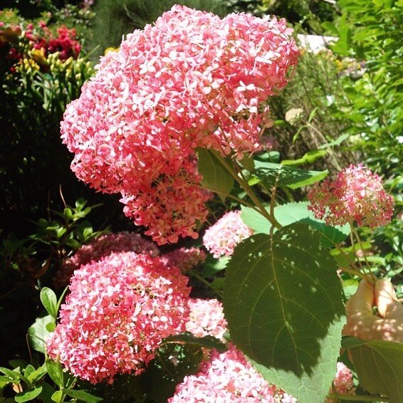 Stunning pink hydrangea arborescens. This beautiful plant will experience the last of its flowering period in the coming weeks.
-
-
-
-
-

#wow #garden #summer #londongarden #plants #trees #landscaping #gardening #gardenservices #colourful #vibrant #