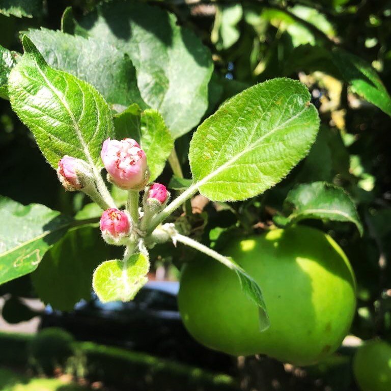 Apple spotting flowering in September! Odd for this time of year.
-
-
-
-
-

#wow #garden #summer #londongarden #plants #trees #landscaping #gardening #gardenservices #colourful #vibrant #happy #nature #stunning #greenspace #lawn #beautiful #photooft