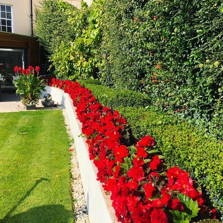 One of maintenance clients gardens with a stunning row of red begonias complimented with a red canna at the end  on the patio.
-
-
-

#wow #garden #summer #londongarden #plants #trees #landscaping #gardening #gardenservices #colourful #vibrant #happy