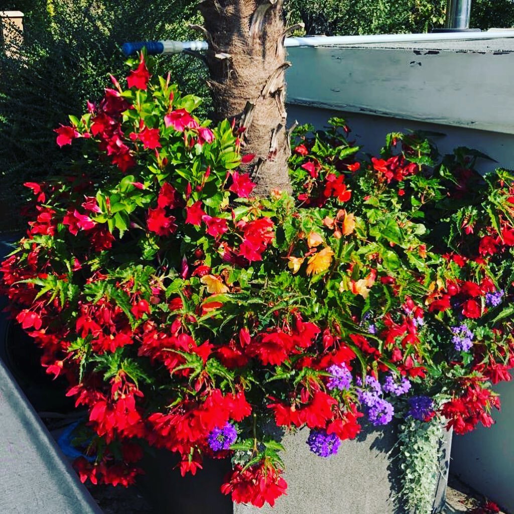 Autumn bedding pot filled with Begonias, Verbena and Mandevillia designed and planted by the English garden company.
-
-
-
-

#wow #garden #summer #londongarden #plants #trees #landscaping #gardening #gardenservices #colourful #vibrant #happy #nature