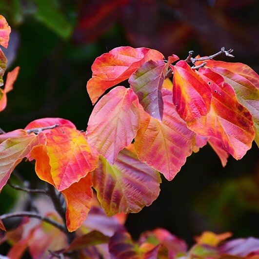 As we start coming into the Autumn months leaves will slowly start to change colour, this leaf is from a Parrotia persica Tree.
-
-
-
-
-

#wow #garden #summer #londongarden #plants #trees #landscaping #gardening #gardenservices #colourful #vibrant #