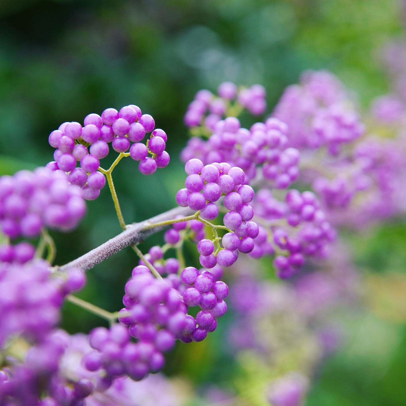 Beautiful Beauty Berry, perfect for Autumn colour 
-
-
-
-
-

#wow #garden #summer #londongarden #plants #trees #landscaping #gardening #gardenservices #colourful #vibrant #happy #nature #stunning #greenspace #lawn #beautiful #photooftheday #wild #wi