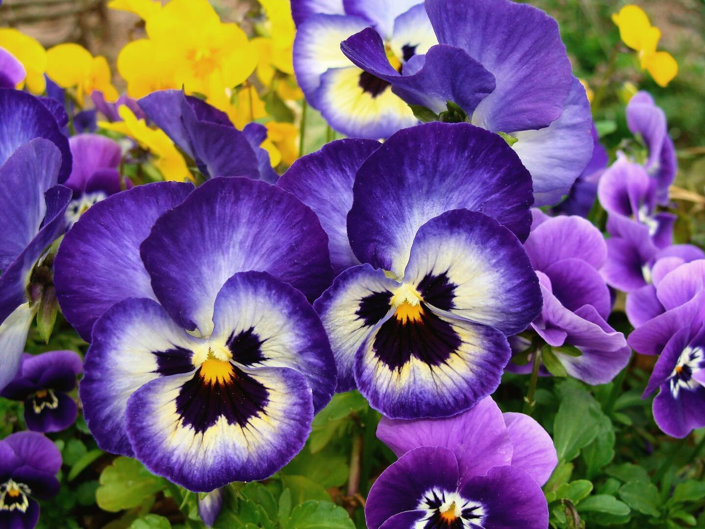 Expect to see a lot more pansies around in the coming months, such a beautiful choice for winter bedding.
-
-
-
-
-

#wow #garden #summer #londongarden #plants #trees #landscaping #gardening #gardenservices #colourful #vibrant #happy #nature #haven #