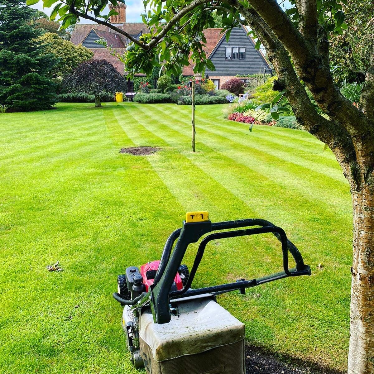 Resetting the stripes in the lawn 👌
-
-
-
-
-
#lawn #green #stripes #wow #garden #summer #londongarden #plants #trees #landscaping #gardening #gardenservices #colourful #vibrant #happy #nature #haven #stunning #greenspace #lawn #beautiful #photoofth