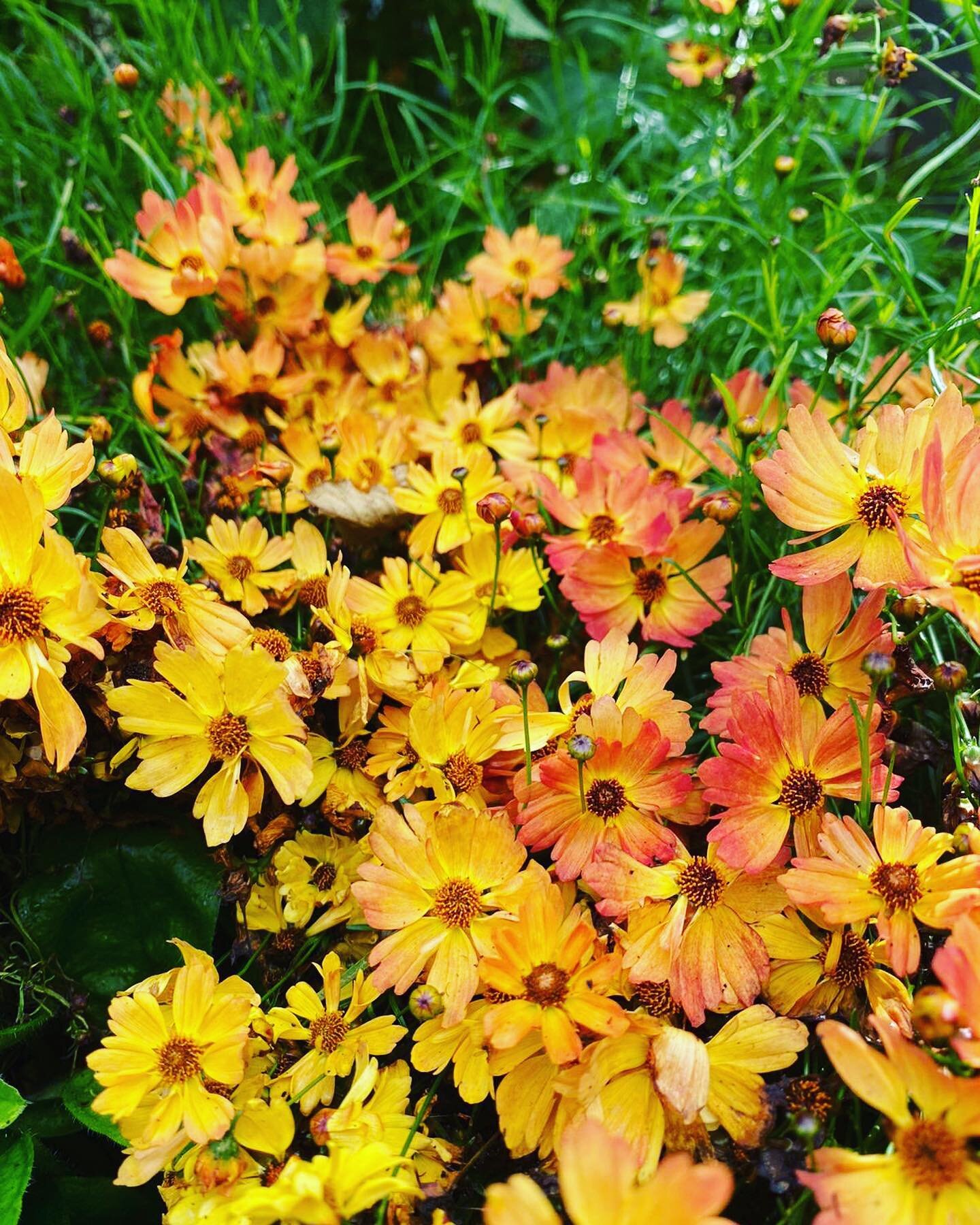 coreopsis &lsquo;mango punch&rsquo;
-
-
-
-
-

#wow #garden #summer #londongarden #plants #trees #landscaping #gardening #gardenservices #colourful #vibrant #happy #nature #haven #stunning #greenspace #lawn #beautiful #photooftheday #wild #wildflower