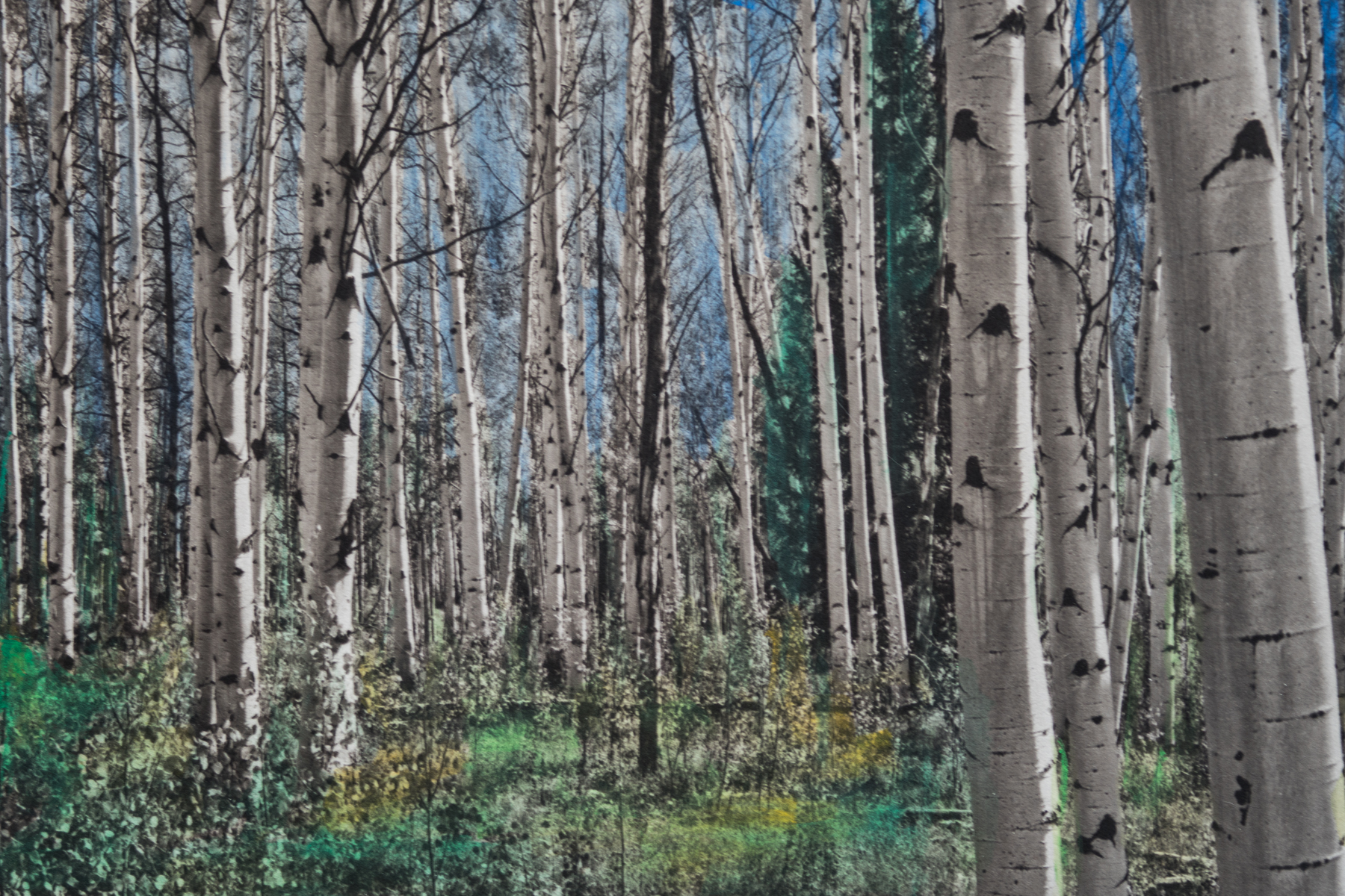 ‘Aspens’ Watercolor toned Palladiotype on Arches Platine Paper