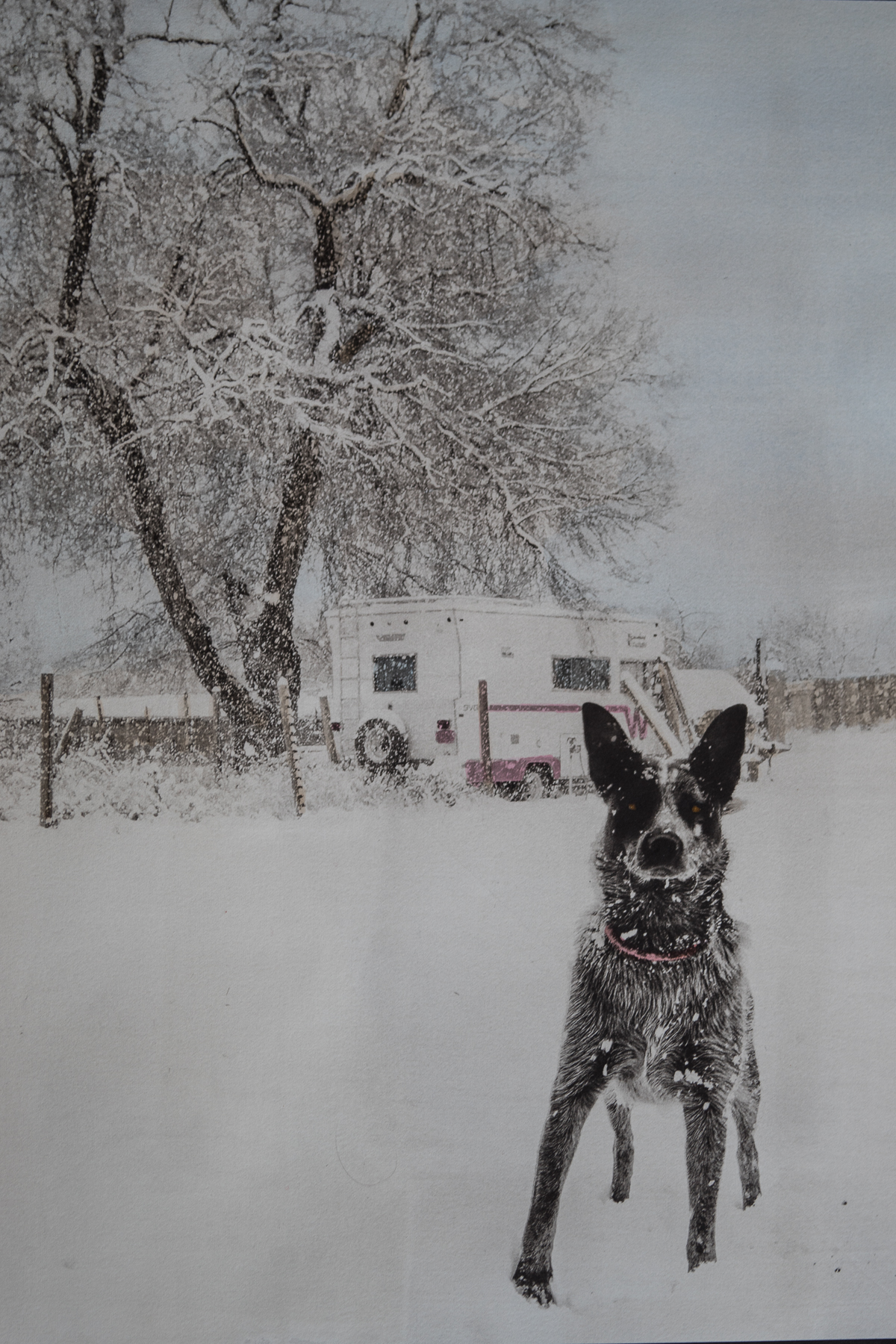 ‘Tesuque, NM, Blue Heeler’  Watercolor toned Palladiotype on Arches Platine Paper