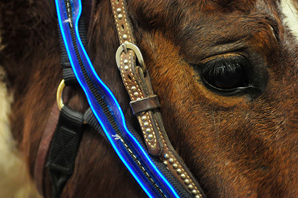 horses-glowharness.jpg
