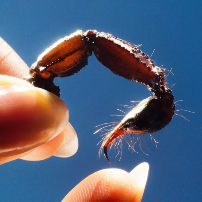 Crítica | Cowards (2025) - Squid