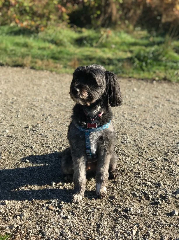 Rudy joined us in Summer 2017 and takes part in our daily group walks in Langley and Surrey.