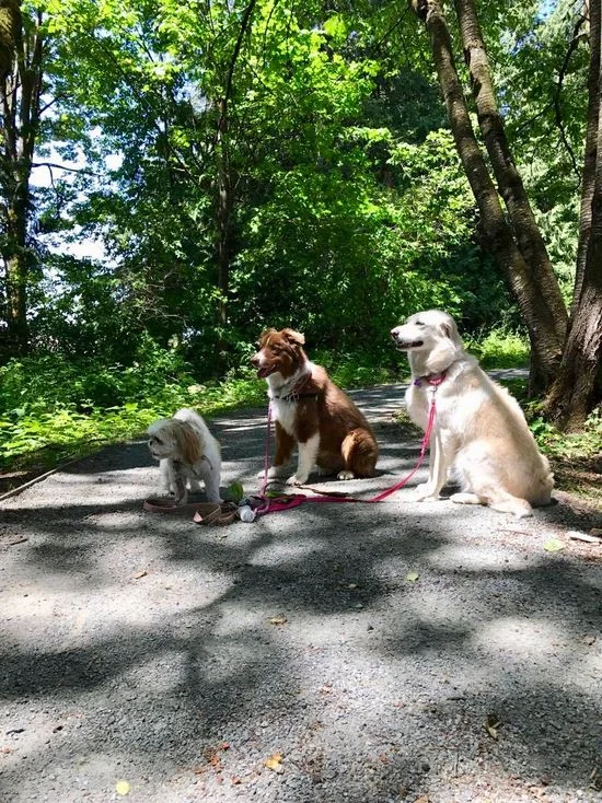 When it's really hot we opt for walks through a nice shady trail to keep the dogs at a healthy temperature.