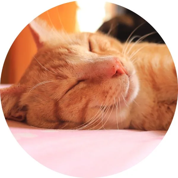 Cat Sitting.jpg