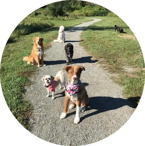 Group dog walks.jpg