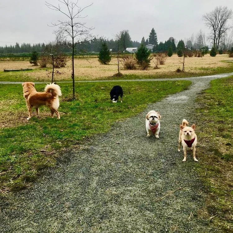 Duke, Panda, Nazzy and Jada during our one hour group walk in Langley.