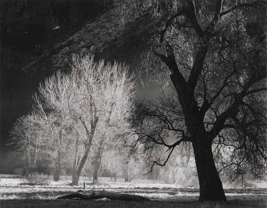 Late Sun on Oaks, Yosemite National Park, CA, 1975