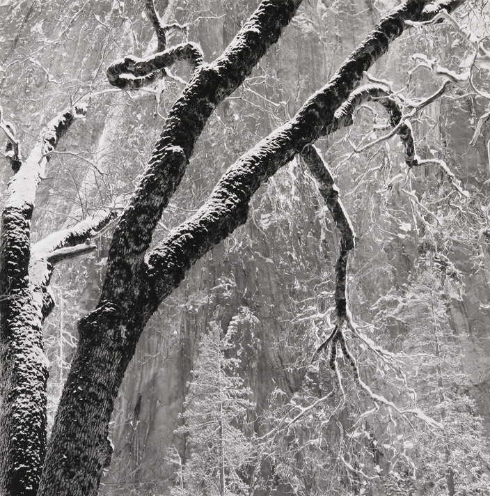 Black Oak - El Cap Meadow, Yosemite National Park, CA, 1998