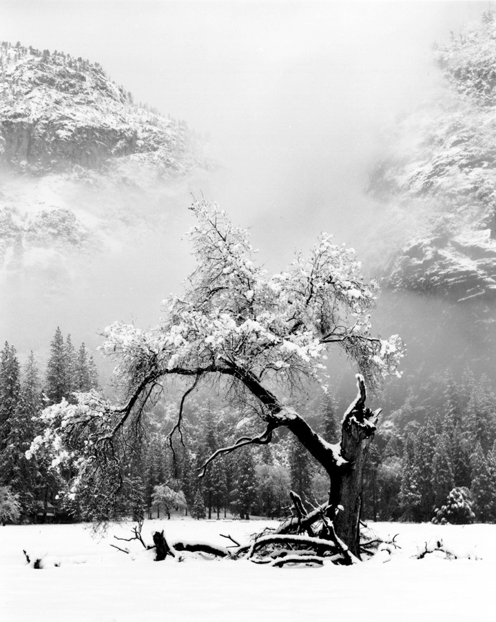 Oak Fresh Snow, Yosemite National Park, CA