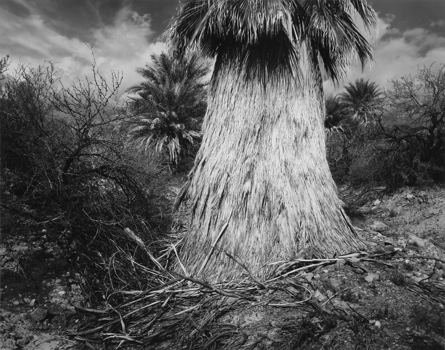 Fan Palm, Death Valley, CA, 1995