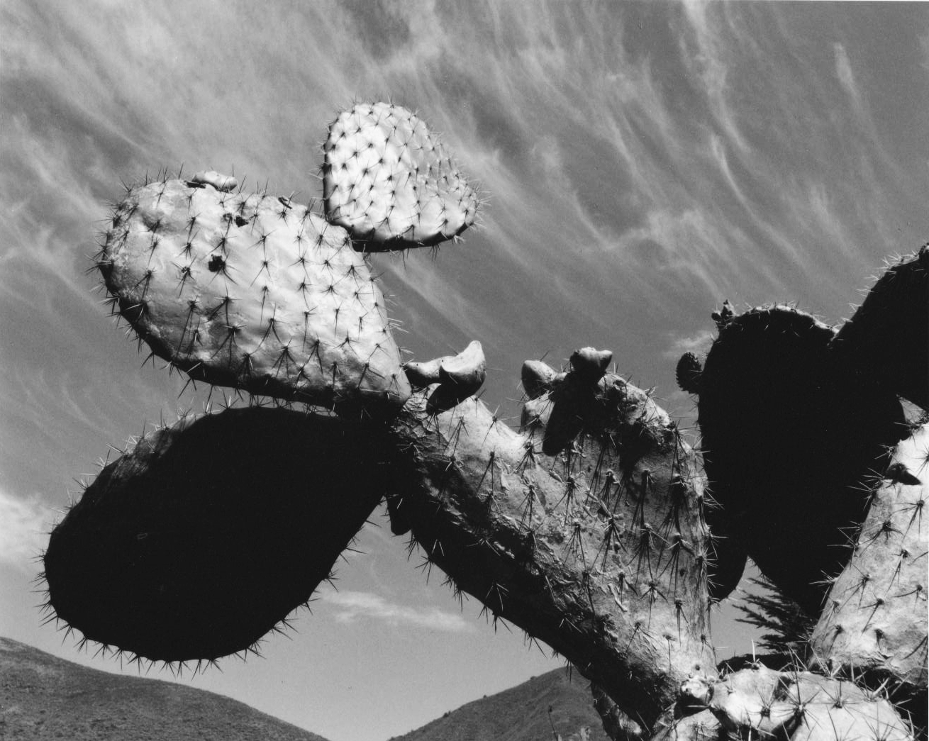 Cactus, CA, 1997