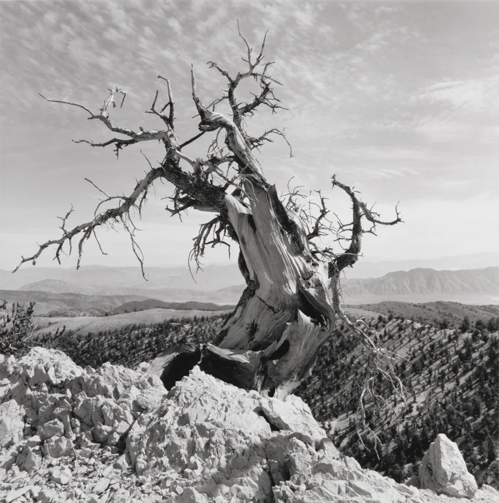 Bristlecone Pine, CA, 1973