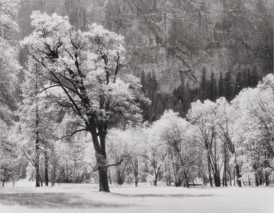 Ansel's Oak Tree, Yosemite National Park, CA, 1992