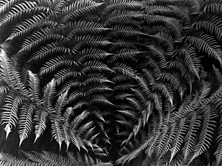 First Fern Photo, 2017