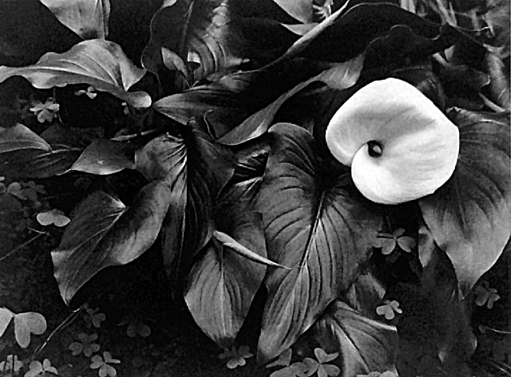 Calla and Clover, 2014