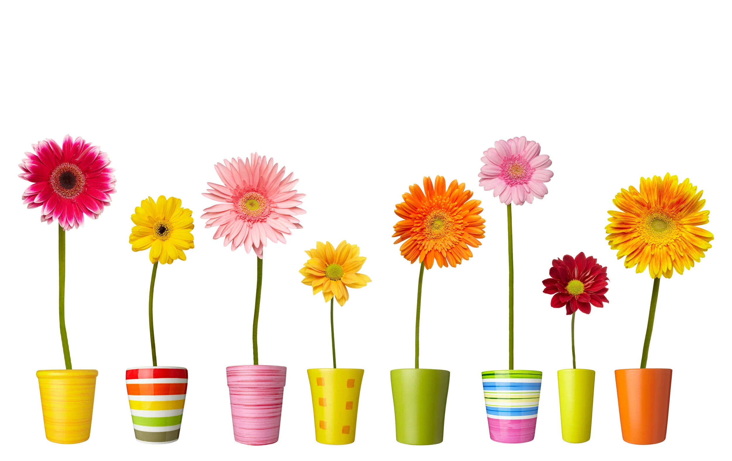 春の訪れを感じよう 2月に飾りたいお花３選 Kanna