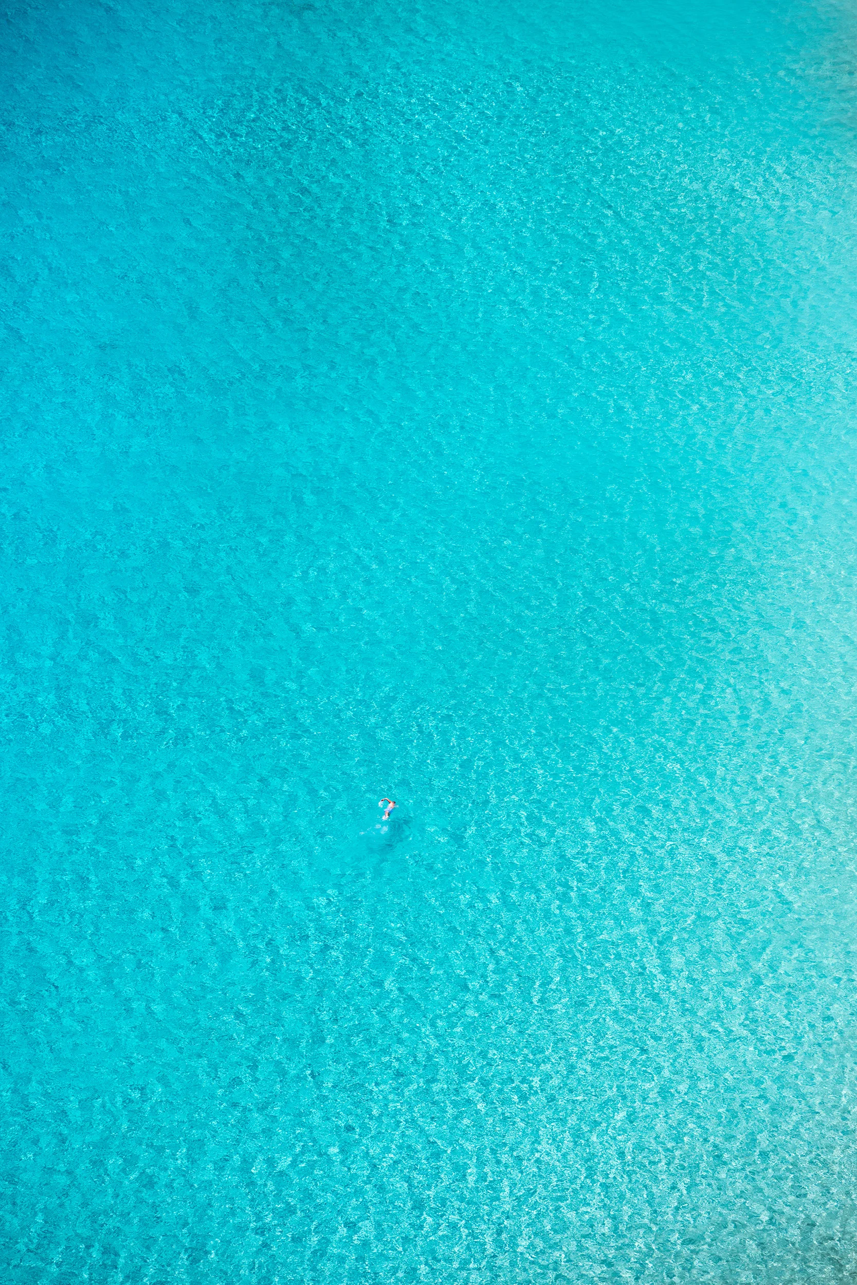 THE SWIMMER