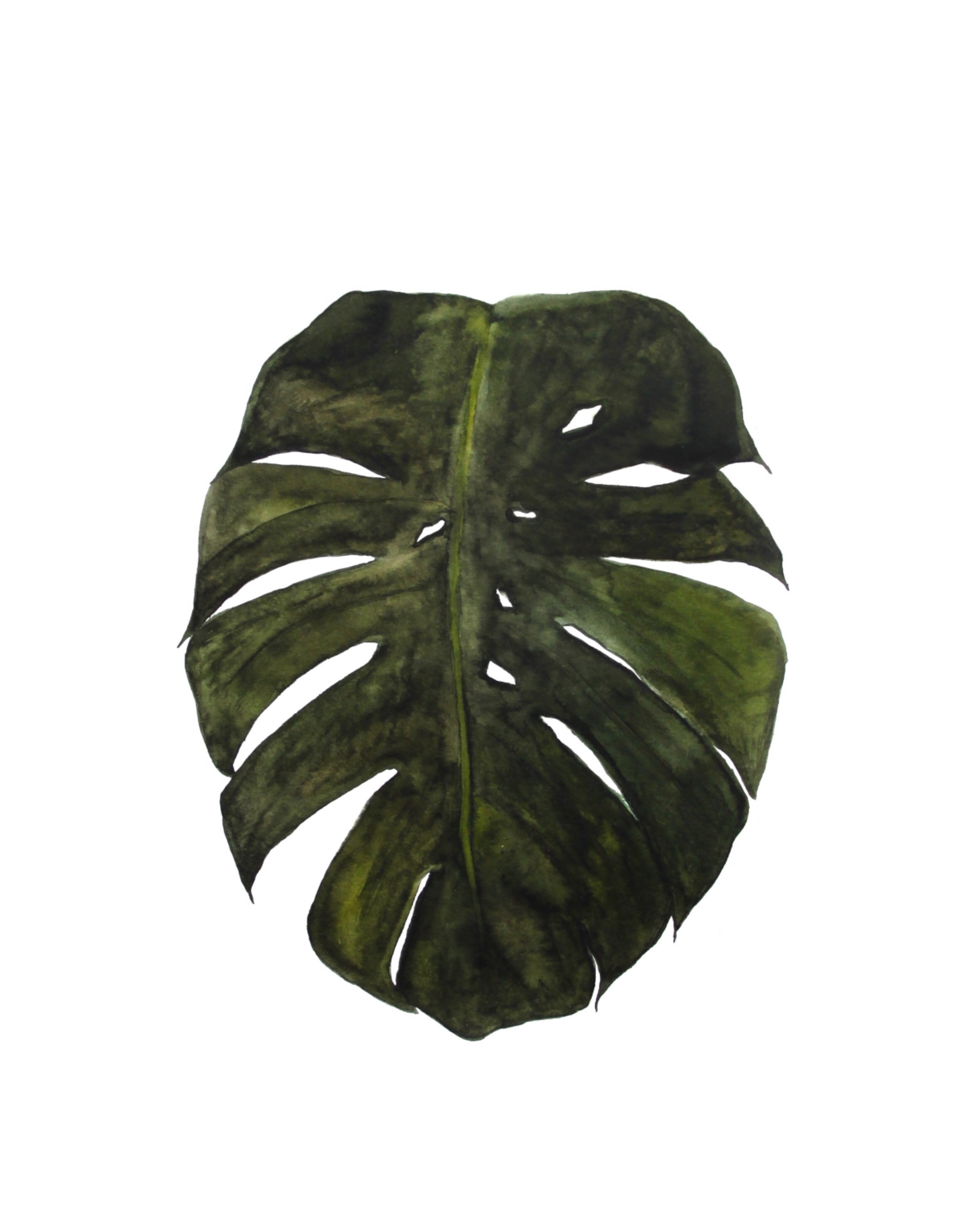 Monstera #1