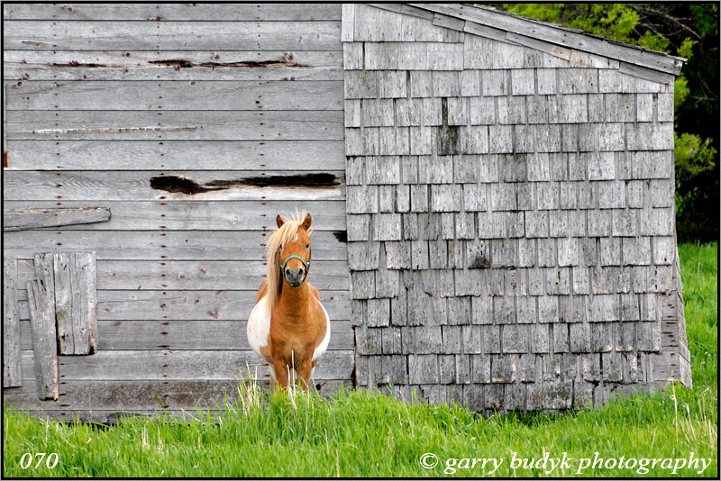 pony0477_webj_jimdo.jpg