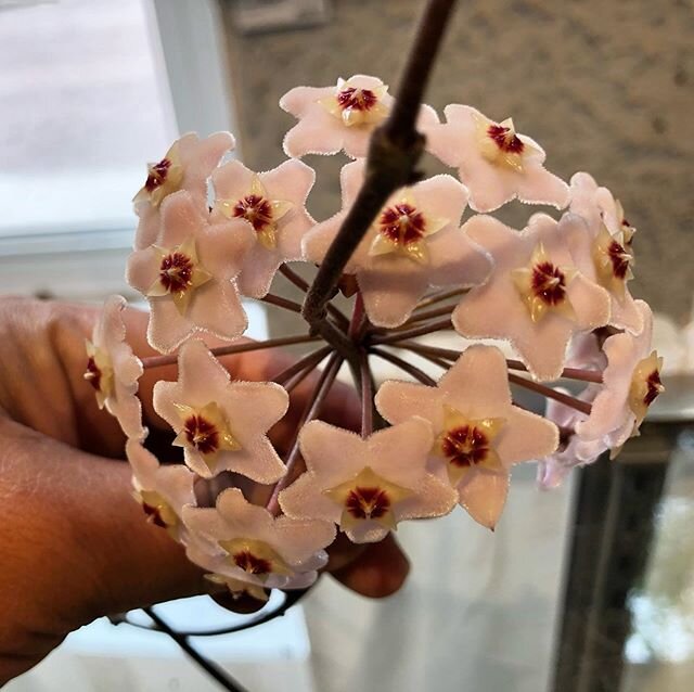 I&rsquo;m not working at the gallery at the moment but drop in sometimes. Today I was shocked to see our Hoya has bloomed flowers! 🥰 -Marielle