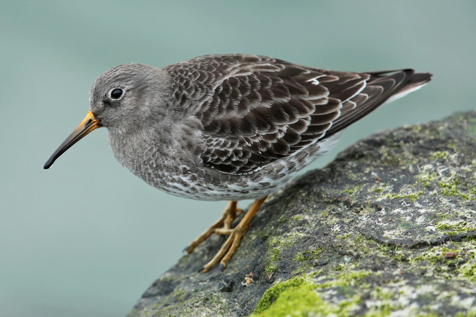 Purple Sandpiper.jpg