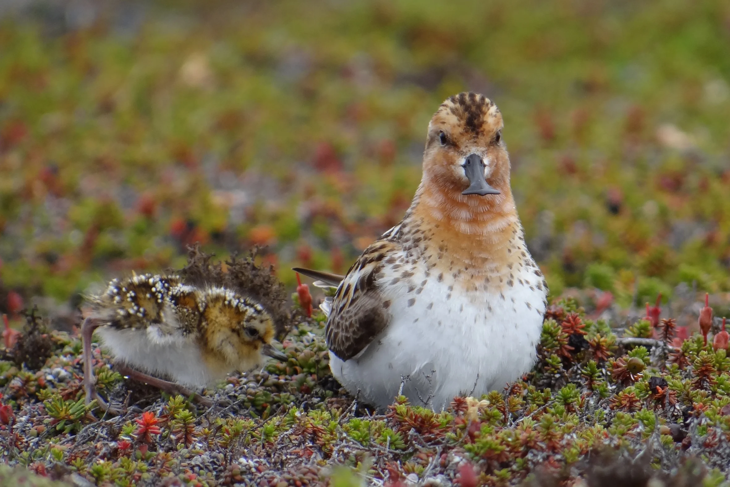 Spoon-billed Sandpiper with chick. Image courtesy of Pavel Tomkovich
