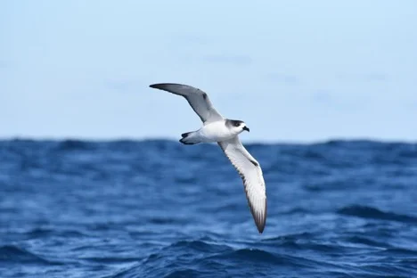 Juan Fernández Petrel (Pterodroma externa) in flight. P. Hodum