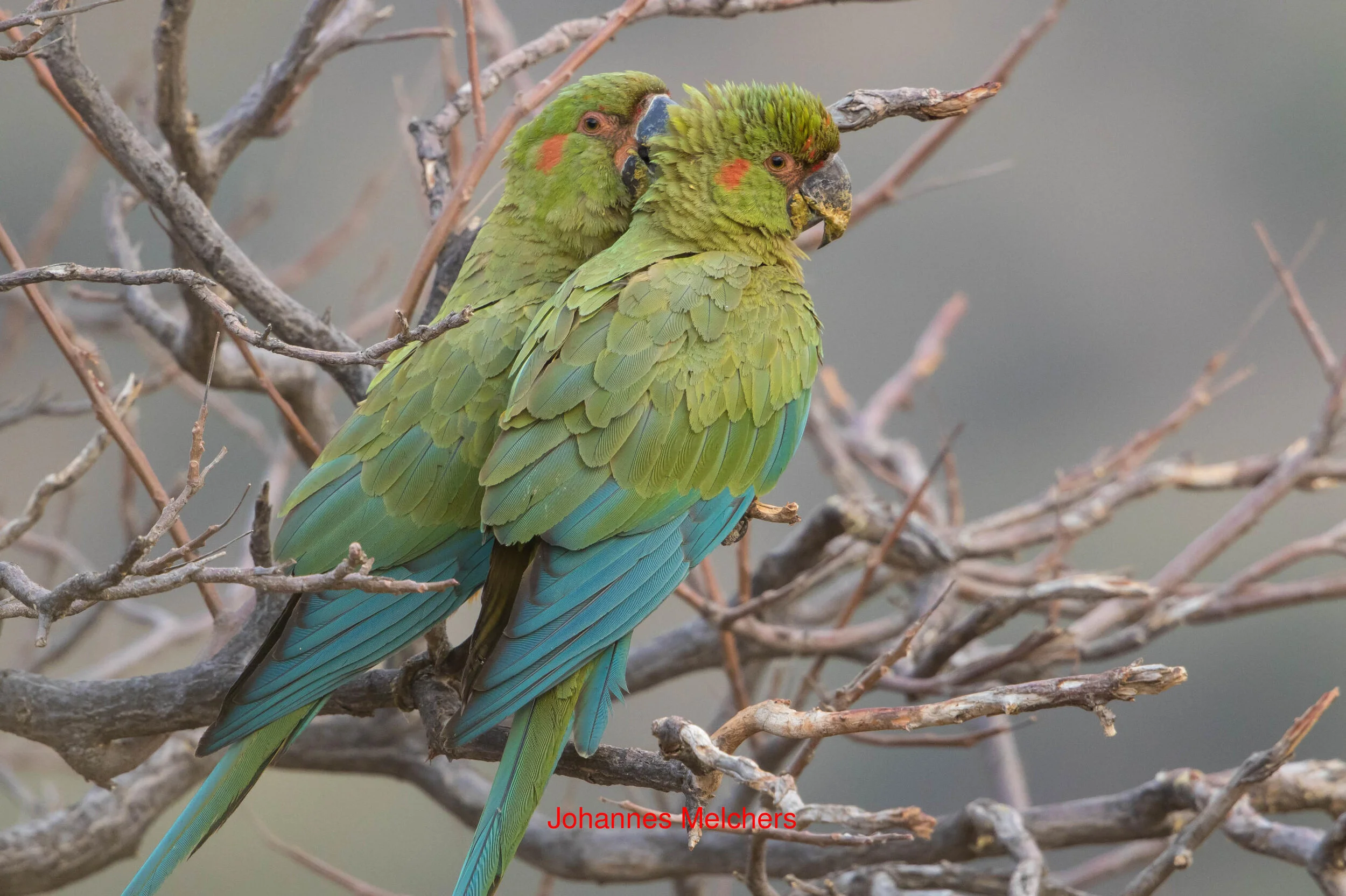 Red-fronted Macaw, a globally critically endangered endemic to Bolivia with fewer than 1,000 remaining in the wild.