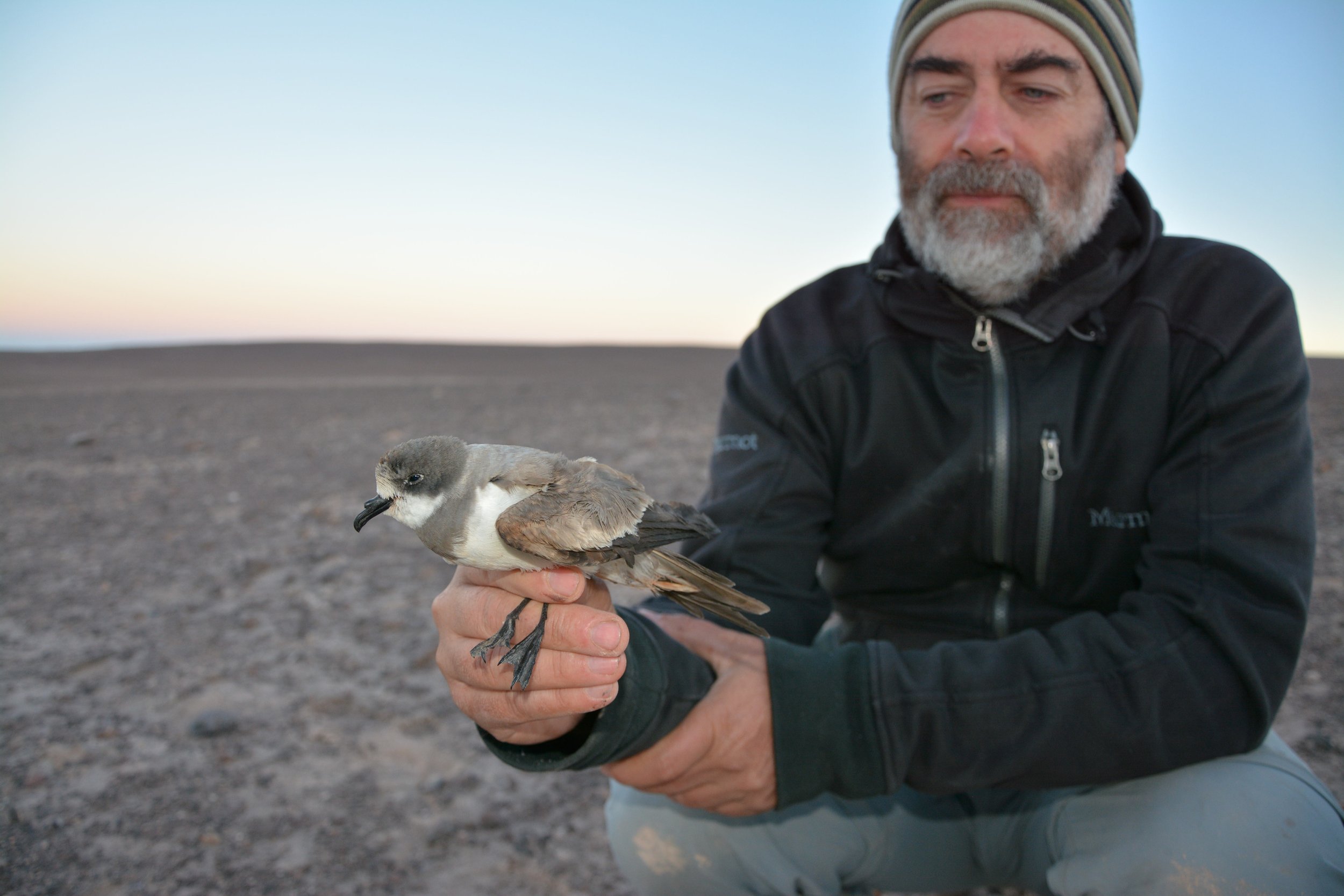 First ever Hornbyi storm-petrel caught at the entrance of nest near Diego de Almagro.JPG