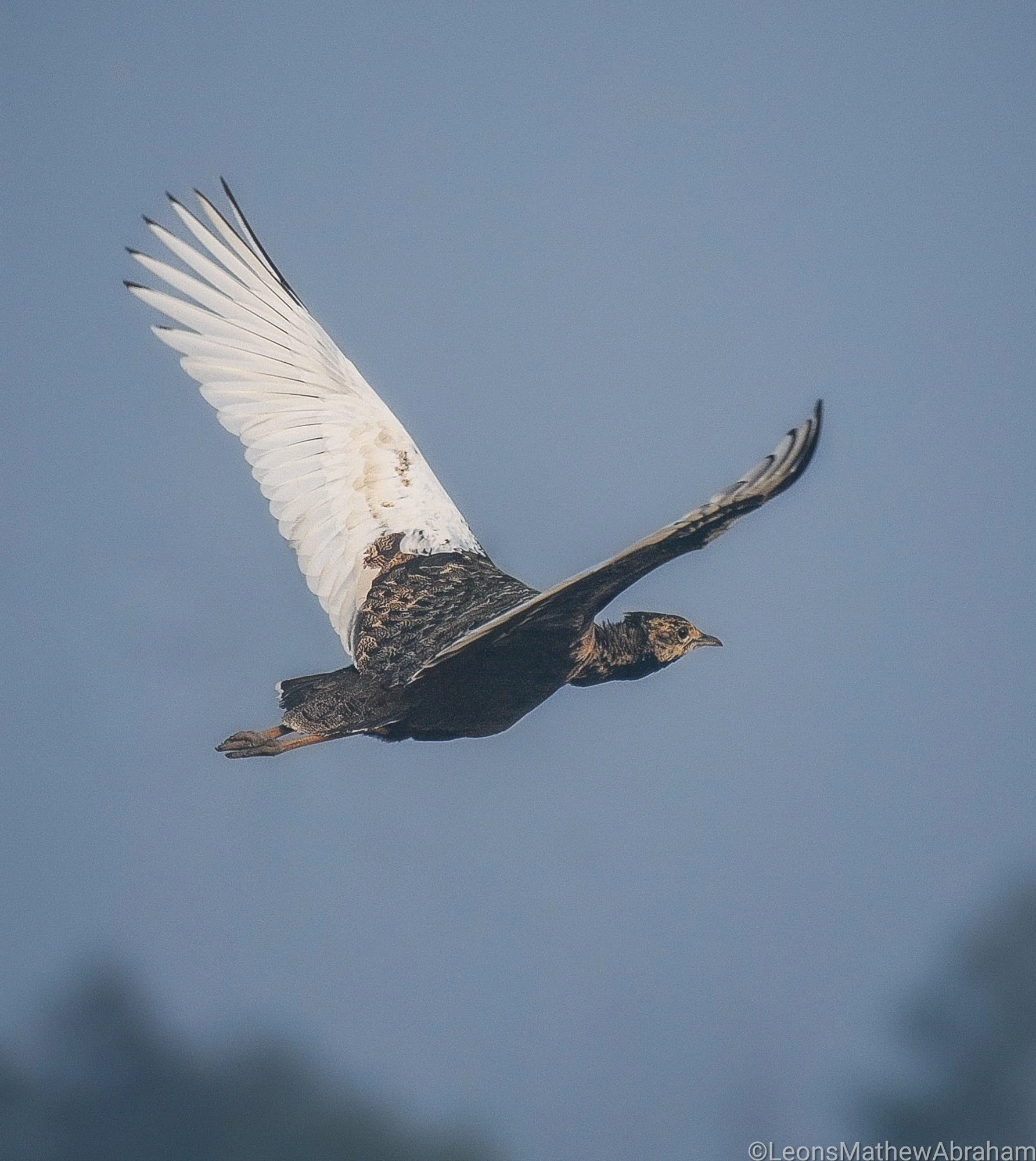 BengalFlorican.jpg