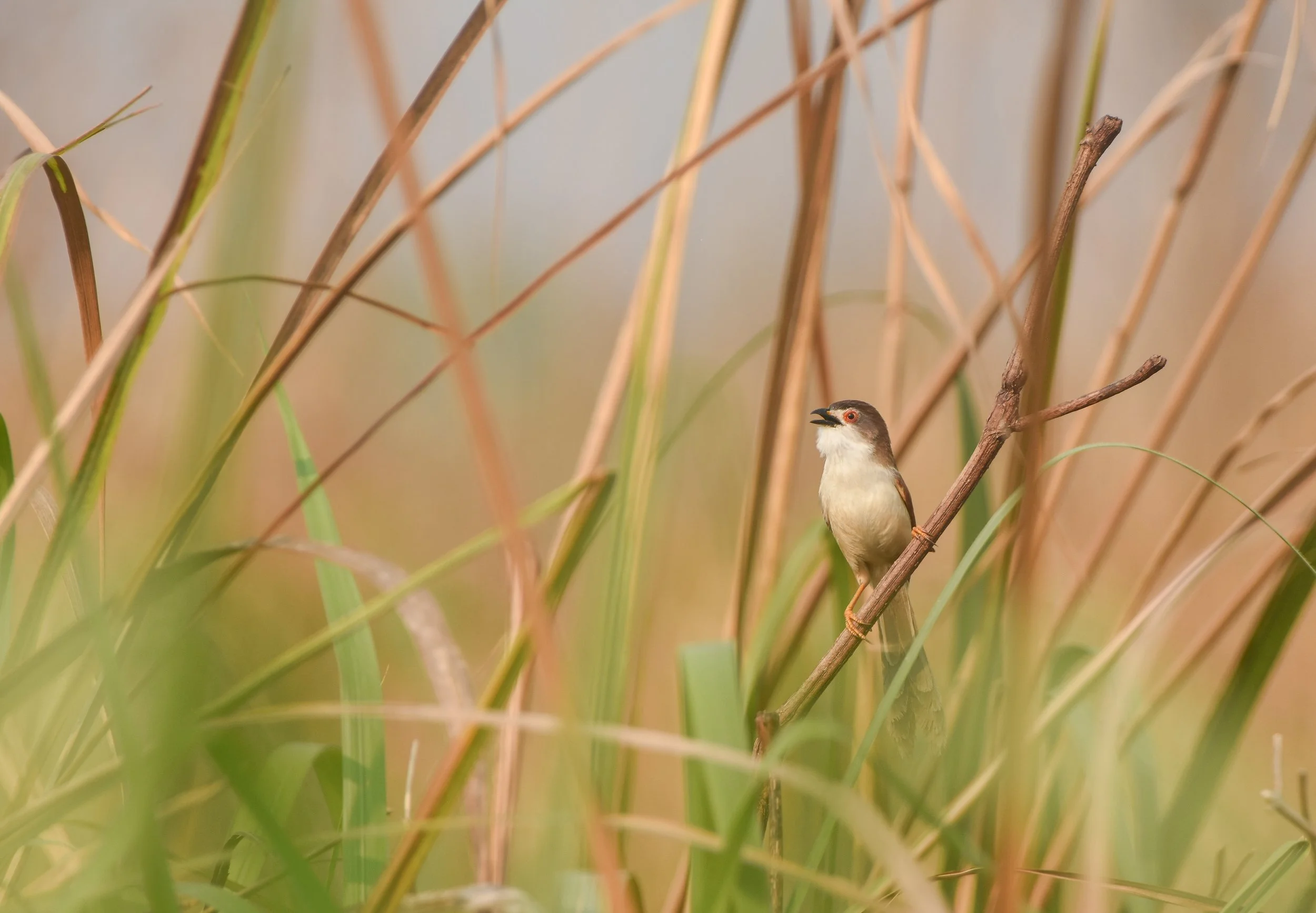 Yellow-eyedBabbler.jpg