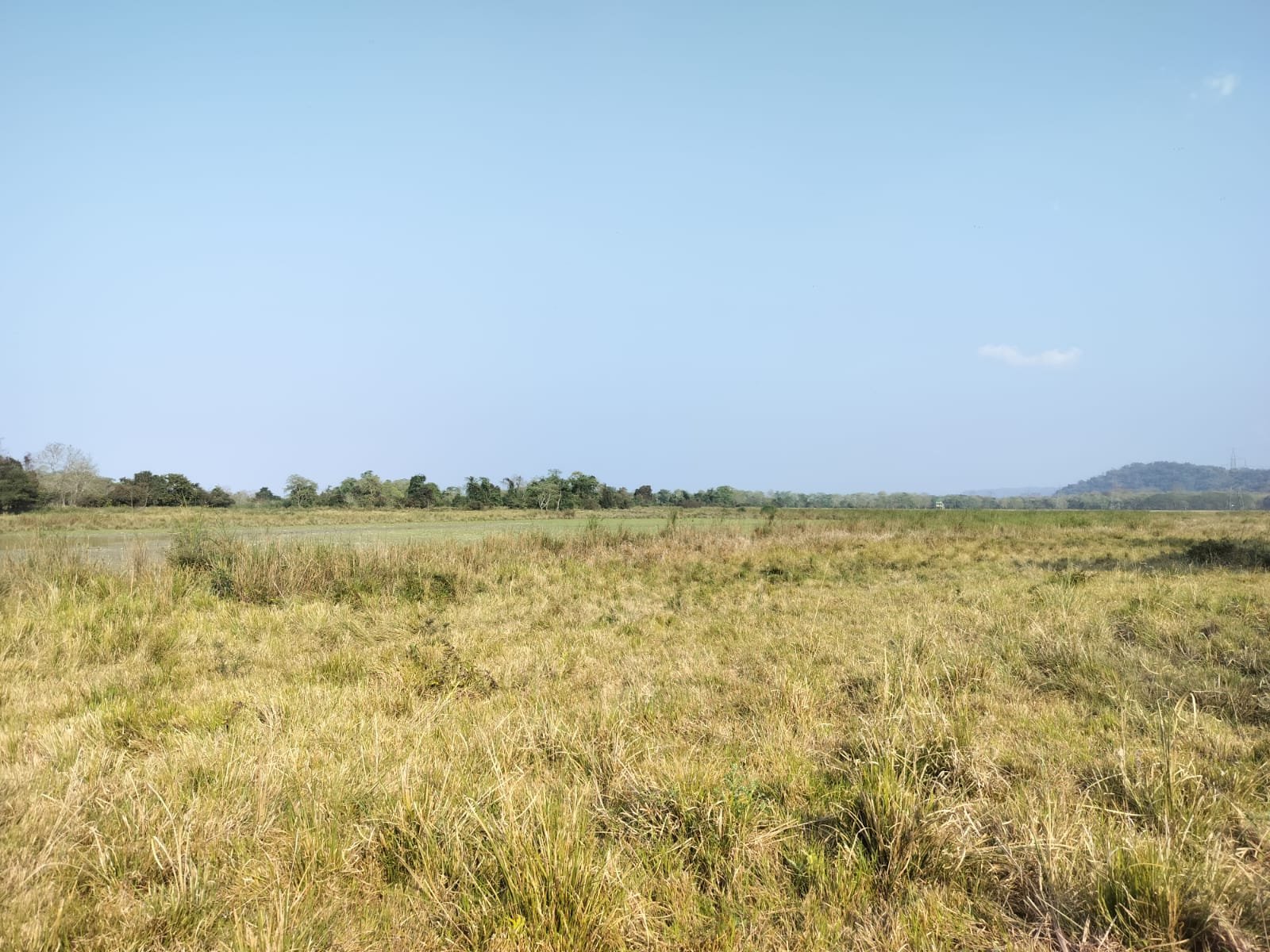 Vetiver dominated grassland.jpg
