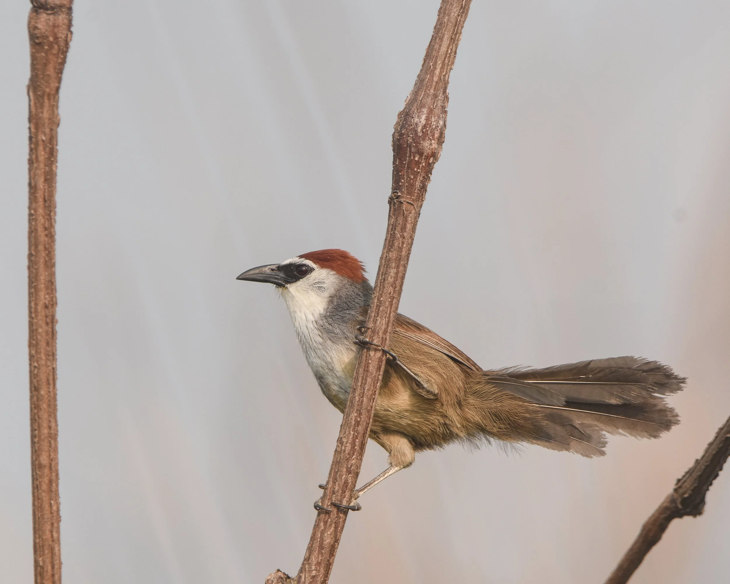 Chestut-cappedBabbler.jpg