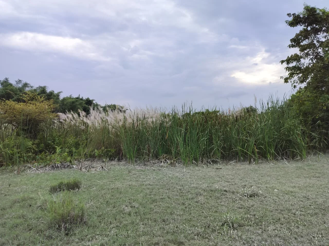 Typha sp with Saccharum.jpg