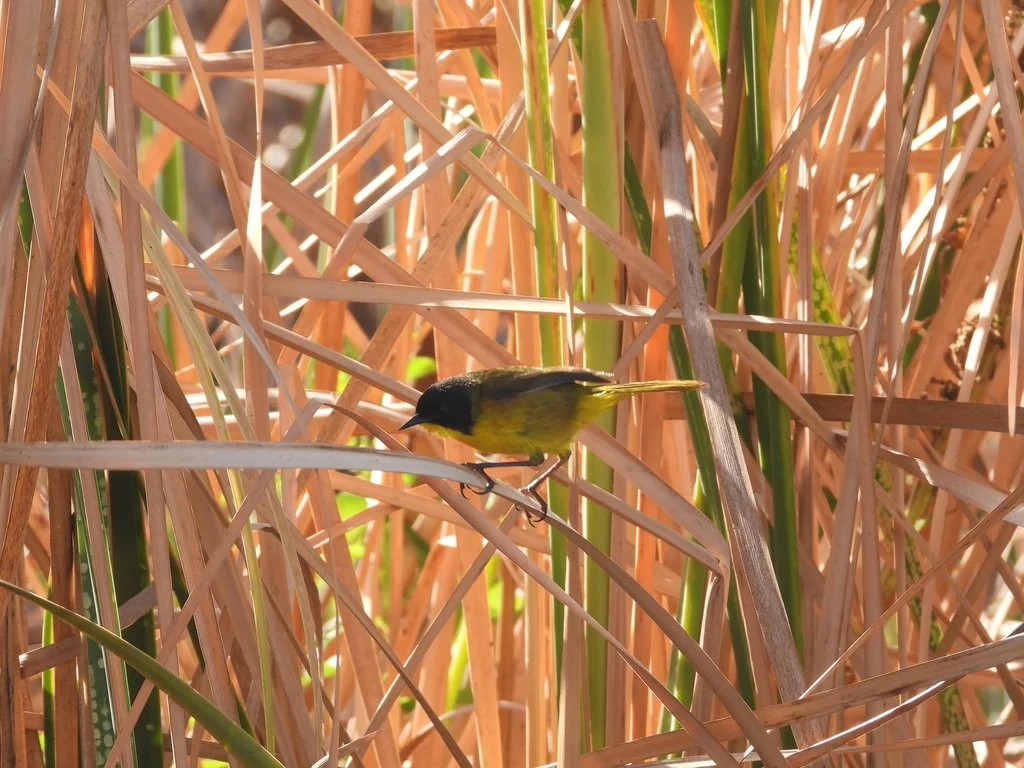 G. speciosa6.jpeg